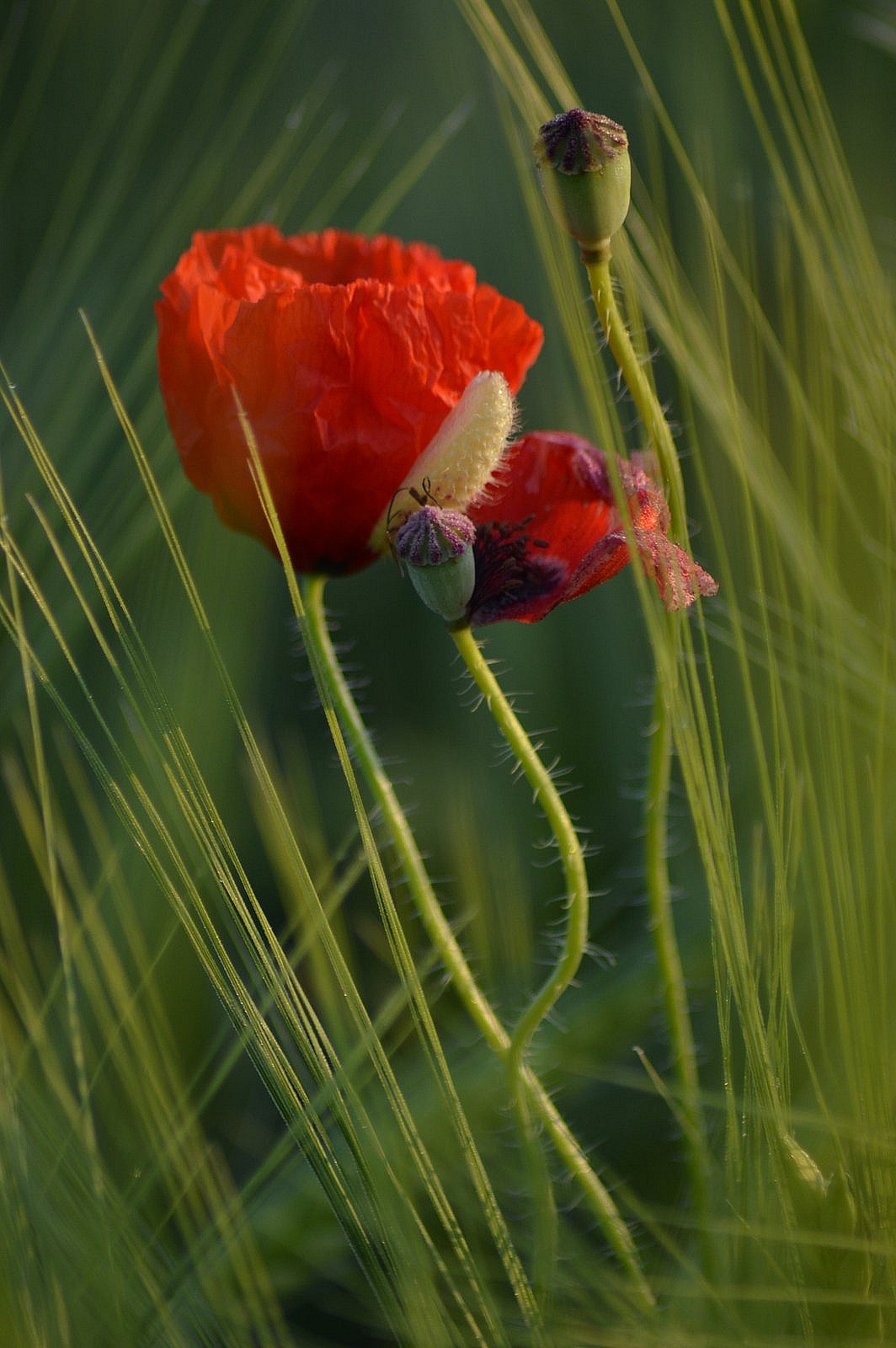 Nikon D3200 sample photo. Mak photography