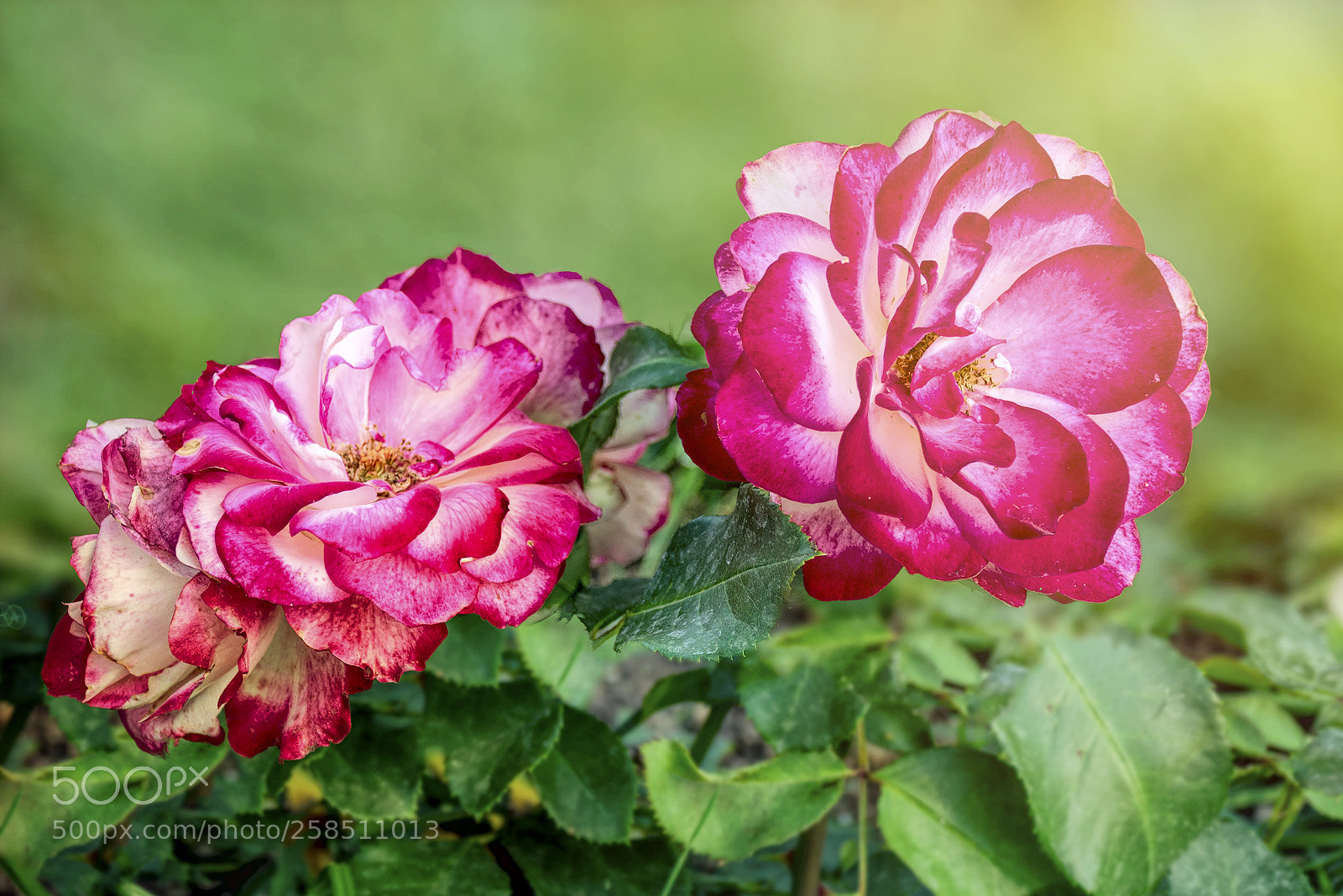 Nikon D5300 sample photo. Roses are rose photography