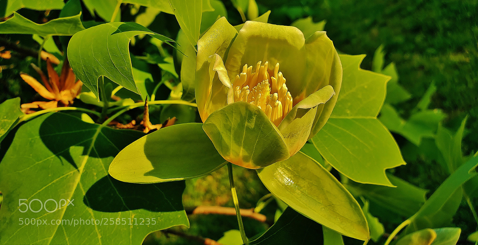 Samsung Galaxy S9+ sample photo. Tulip poplar 2018 photography