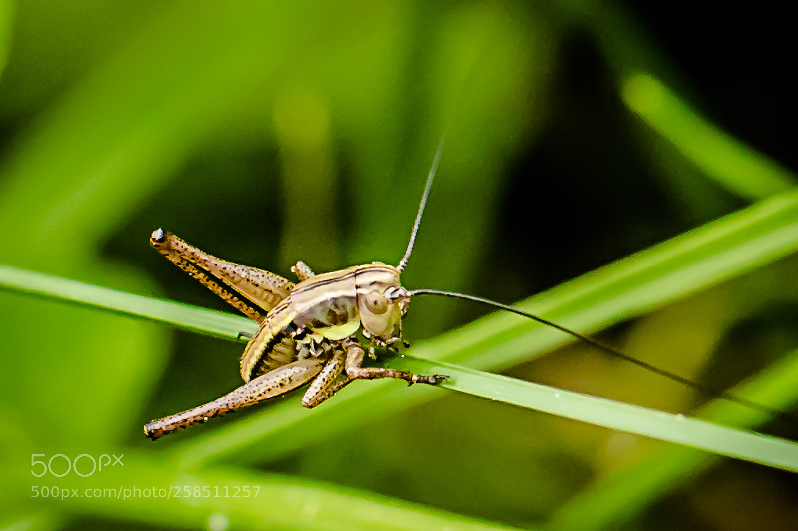 Nikon D750 sample photo. Insect photography
