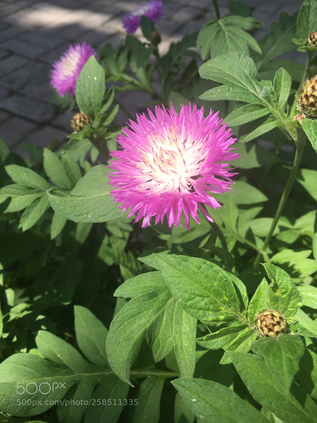 Apple iPhone SE sample photo. *** photography