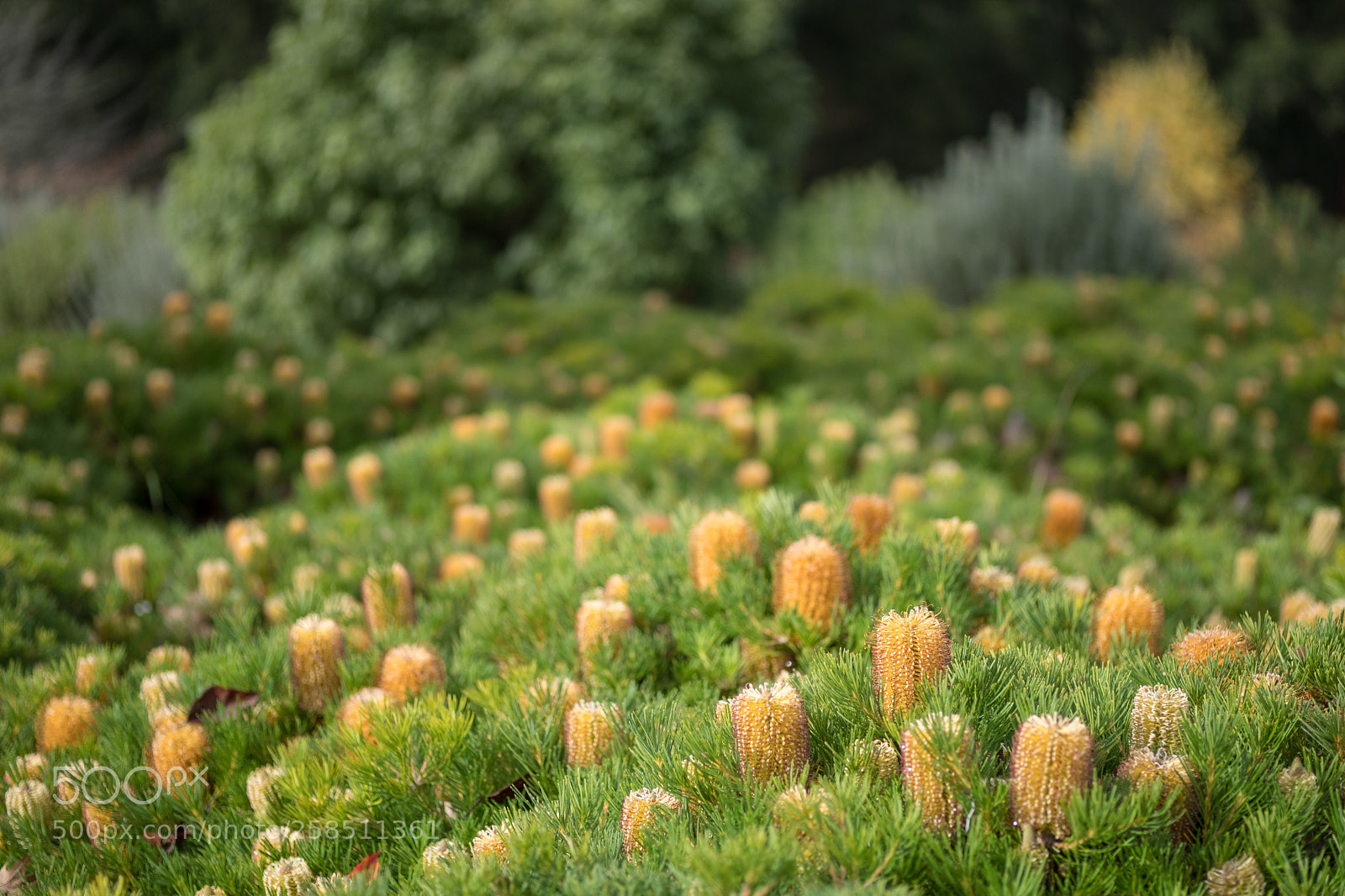 Fujifilm X-T2 sample photo. Yellow on green photography
