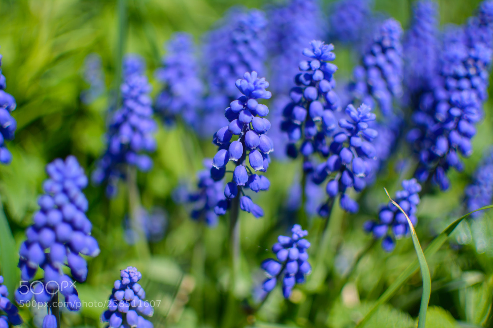 Nikon D5200 sample photo. Blue spring photography