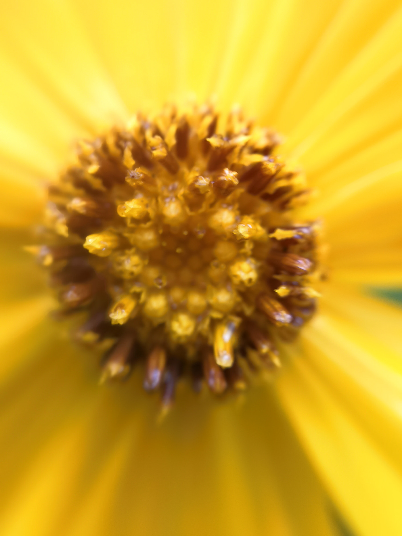 HUAWEI Honor 10 sample photo. Stamen of flower

 photography