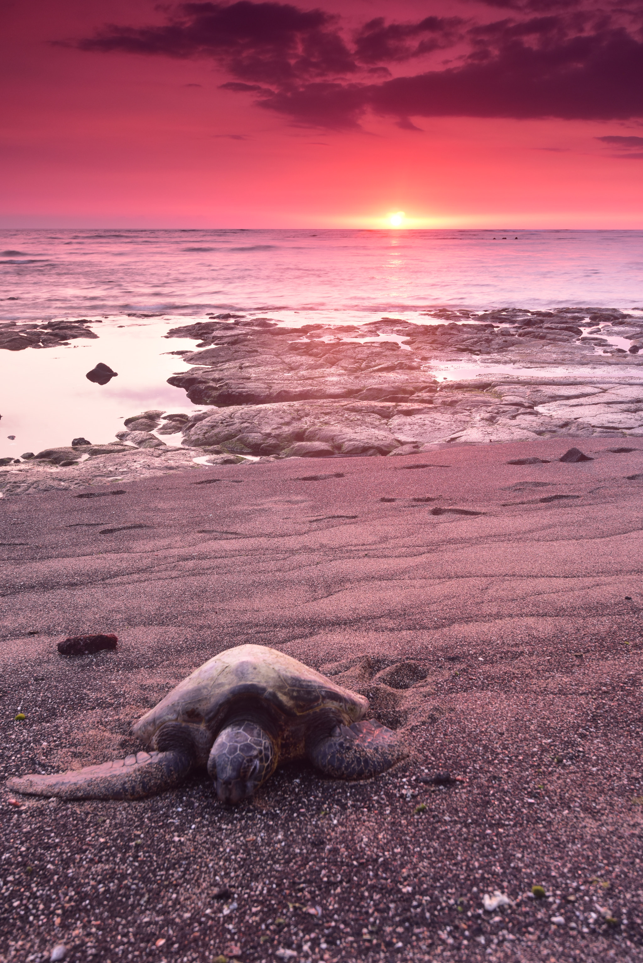 Nikon D810 + Nikon AF-S Nikkor 16-35mm F4G ED VR sample photo. Honu beach photography