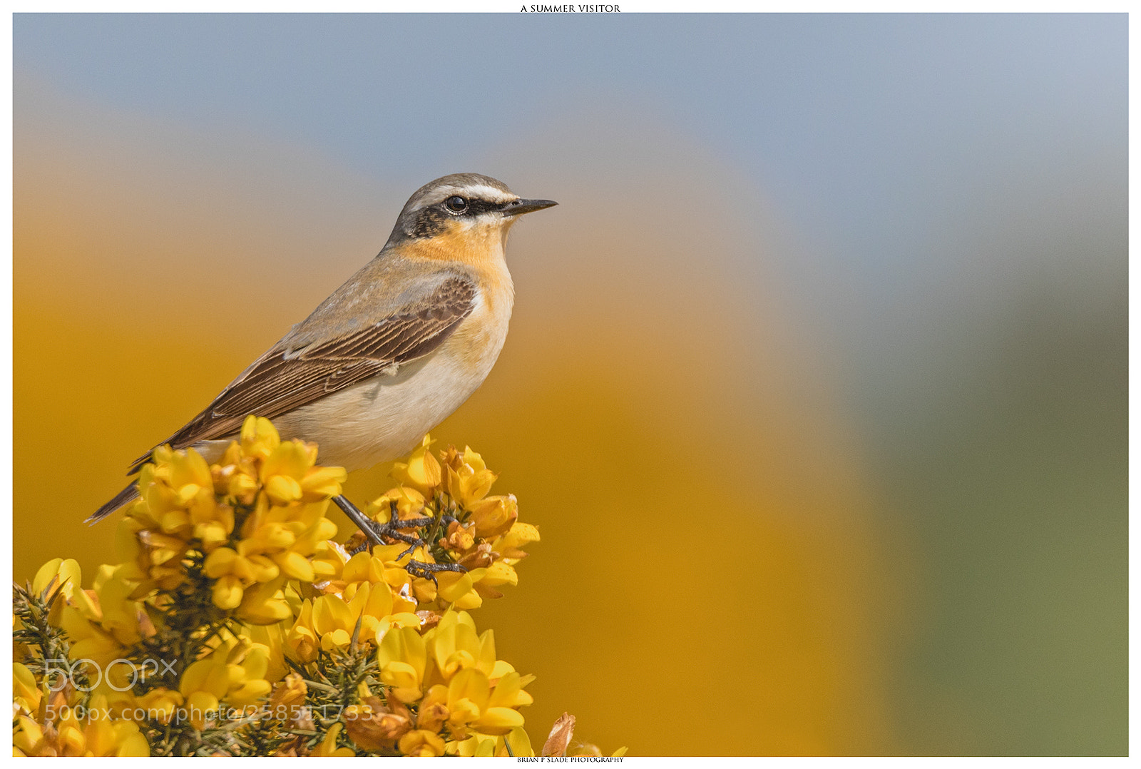 Canon EOS 5D Mark IV sample photo. The wheatear - a photography