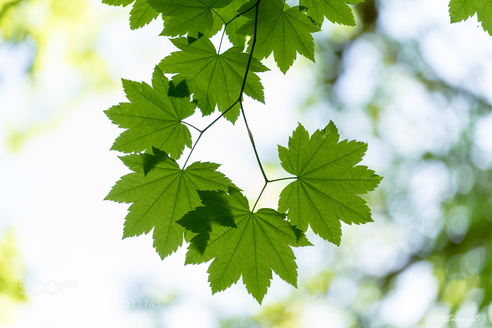 Sony a7 II sample photo. . photography