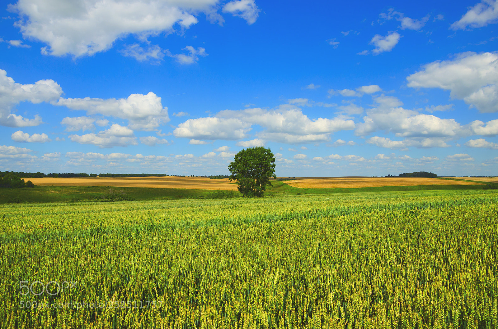 Nikon D5100 sample photo. Summer scenery photography