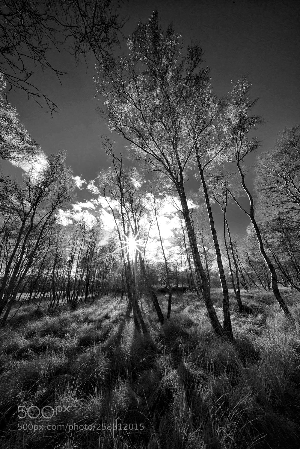 Sony a7R sample photo. Trees and sunlight photography