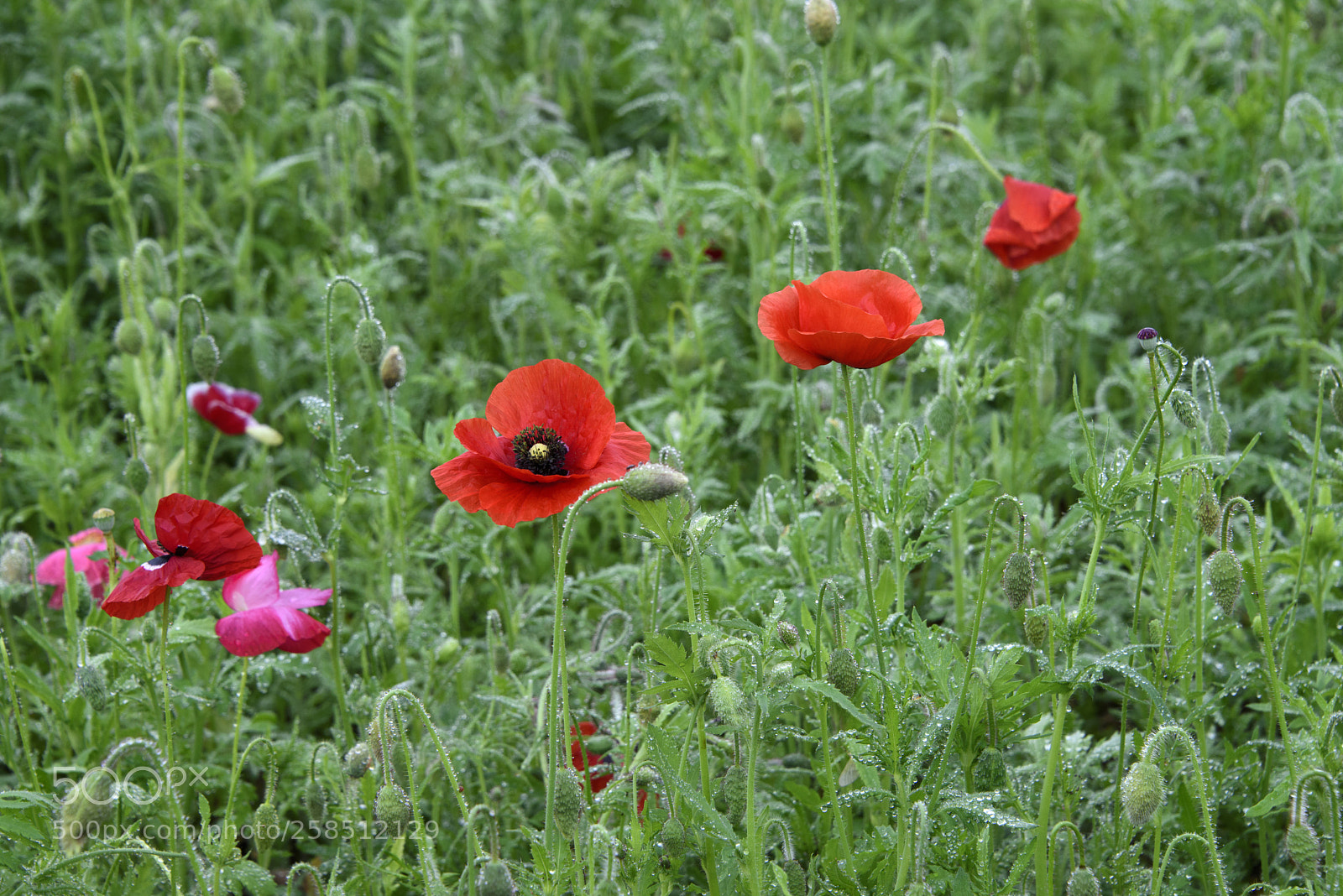 Nikon D810 sample photo. Flower family photography