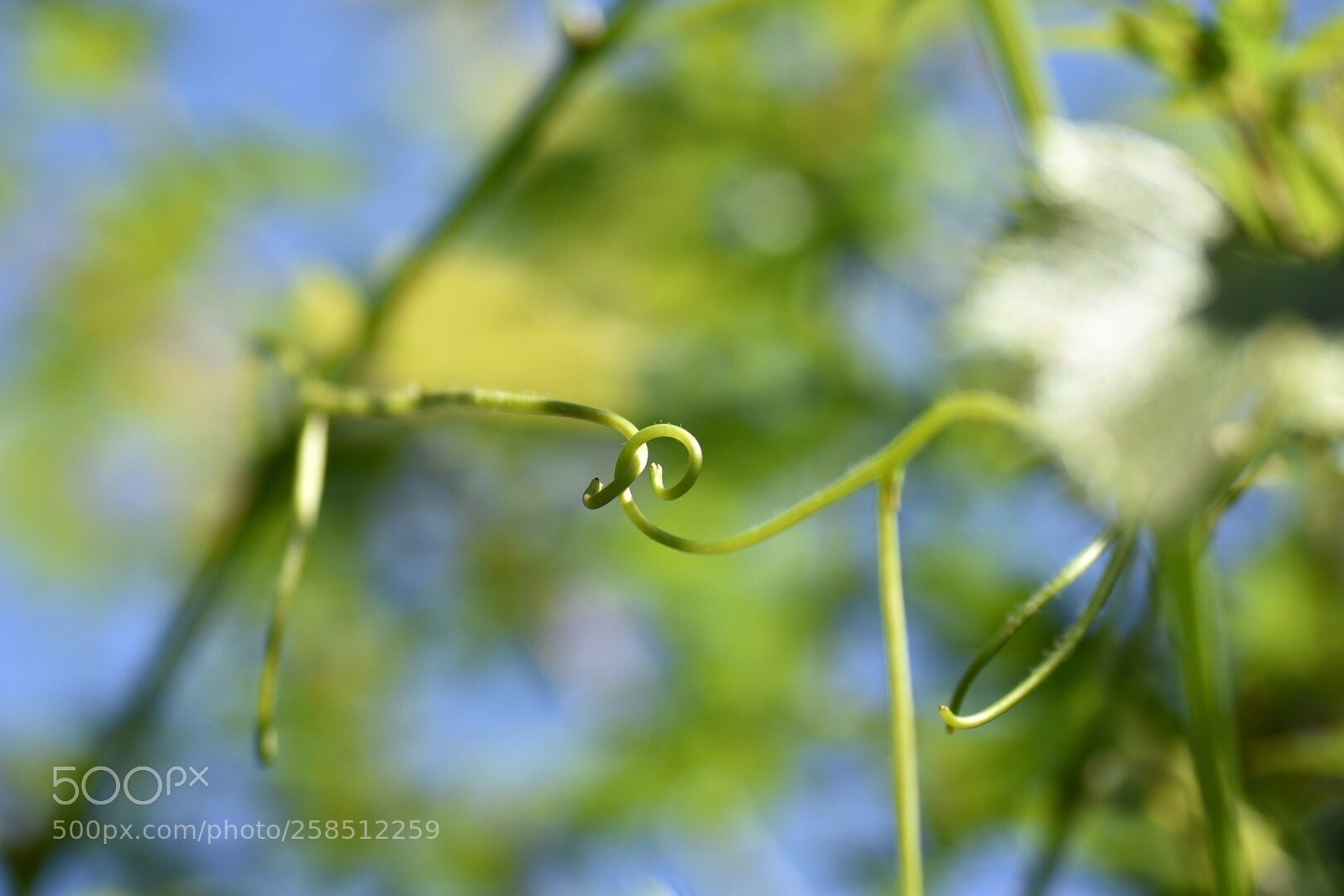 Nikon D7200 sample photo. Nature photography