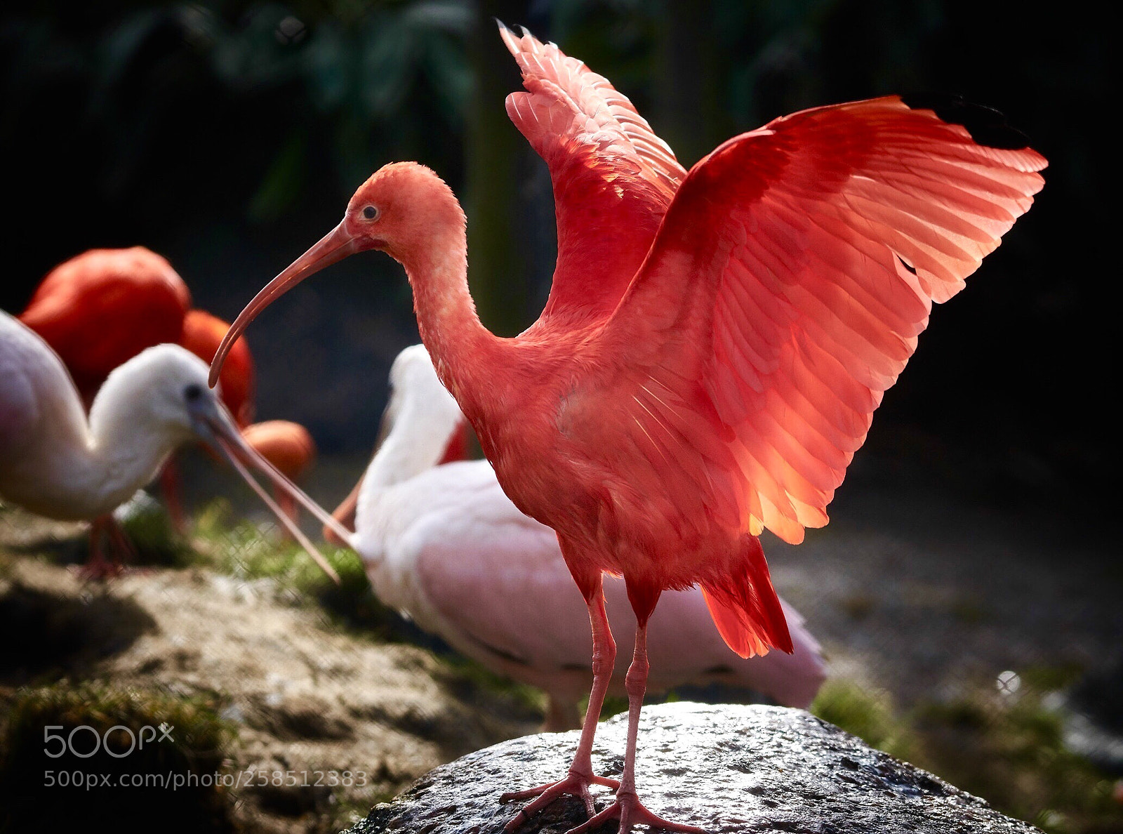 Sony a6500 sample photo. Red ibis photography