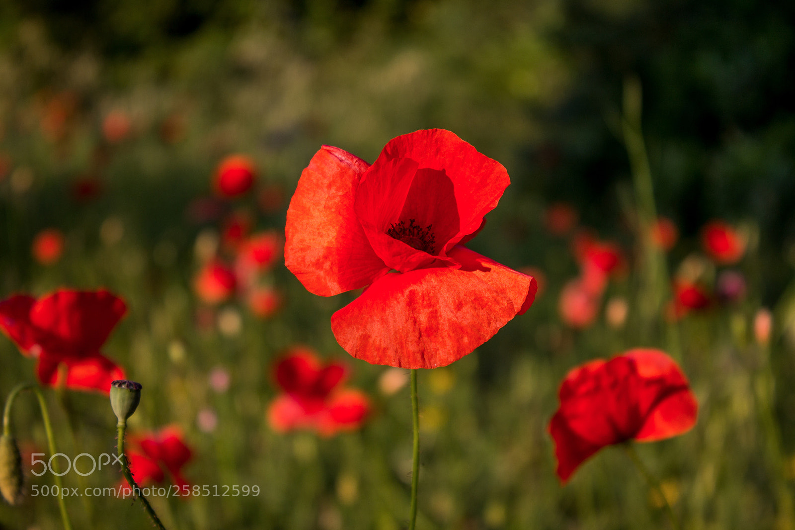 Canon EOS 1100D (EOS Rebel T3 / EOS Kiss X50) sample photo. Papaveri photography