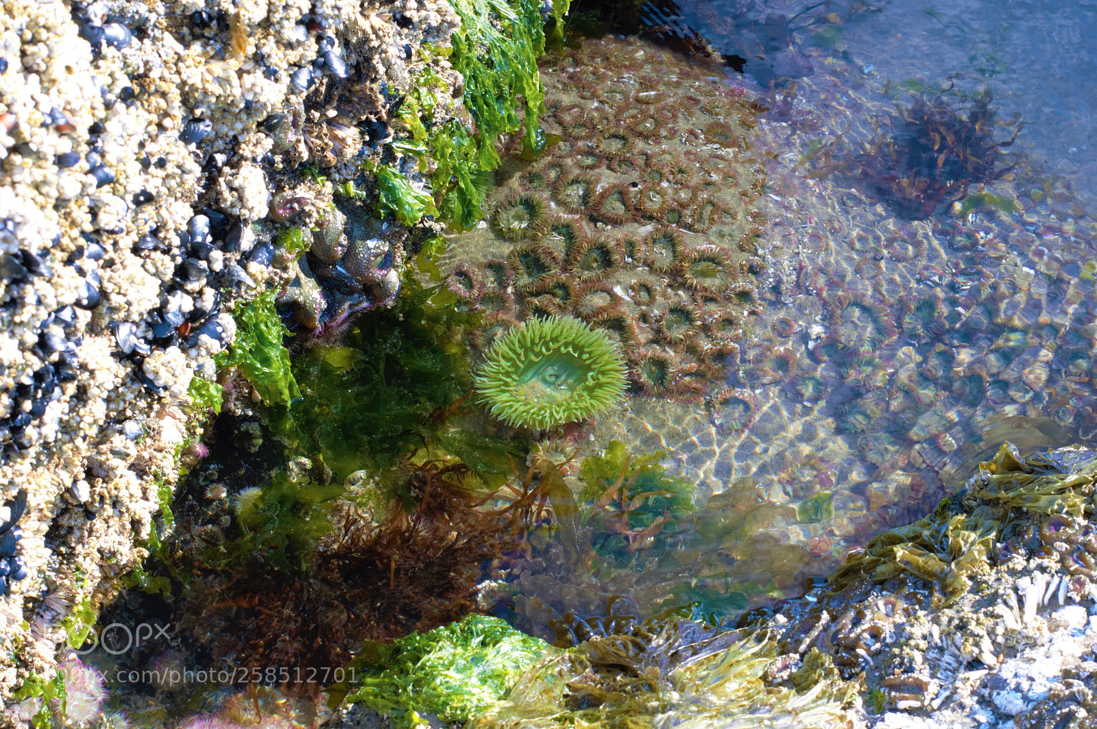 Nikon D3200 sample photo. Tidal pools of haystack photography