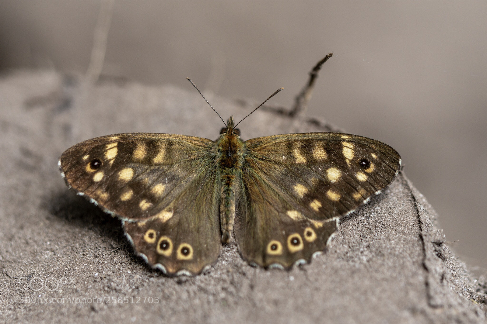 Nikon D7200 sample photo. Speckled wood photography