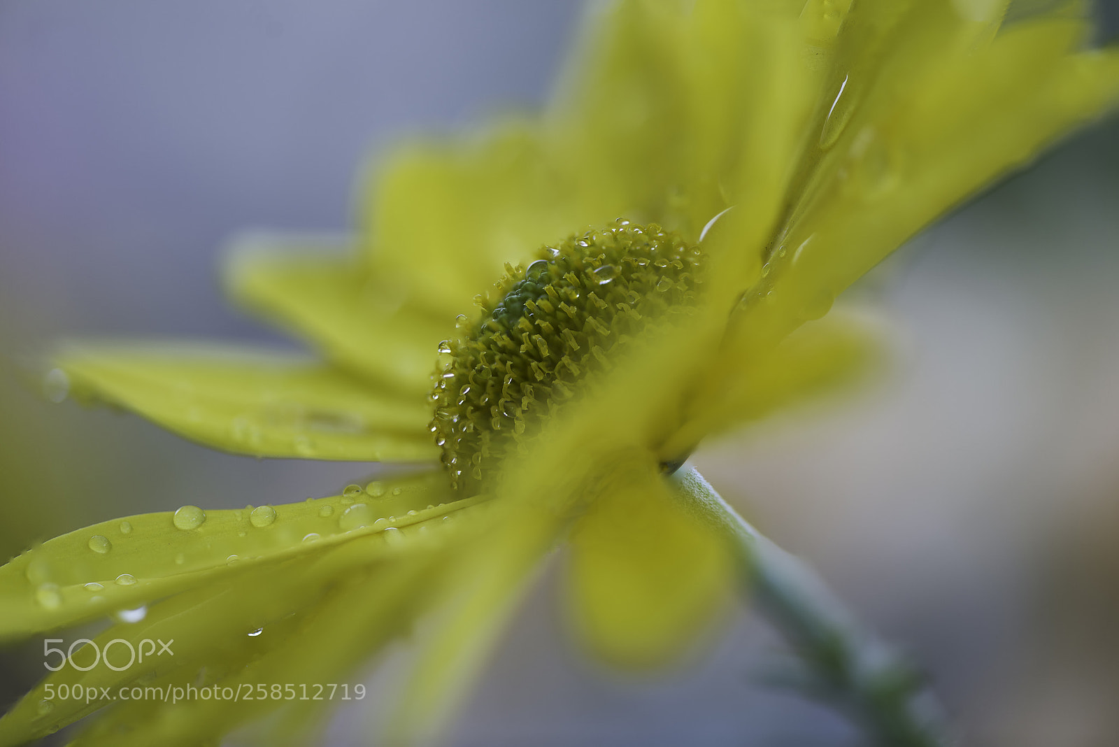 Nikon D810 sample photo. Macro yellow daisy photography