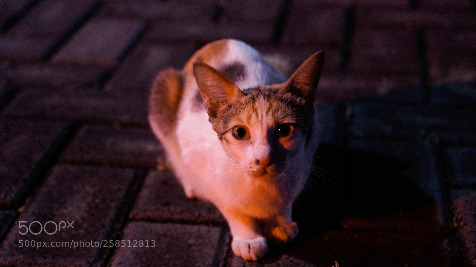 Sony SLT-A58 sample photo. The cat photography