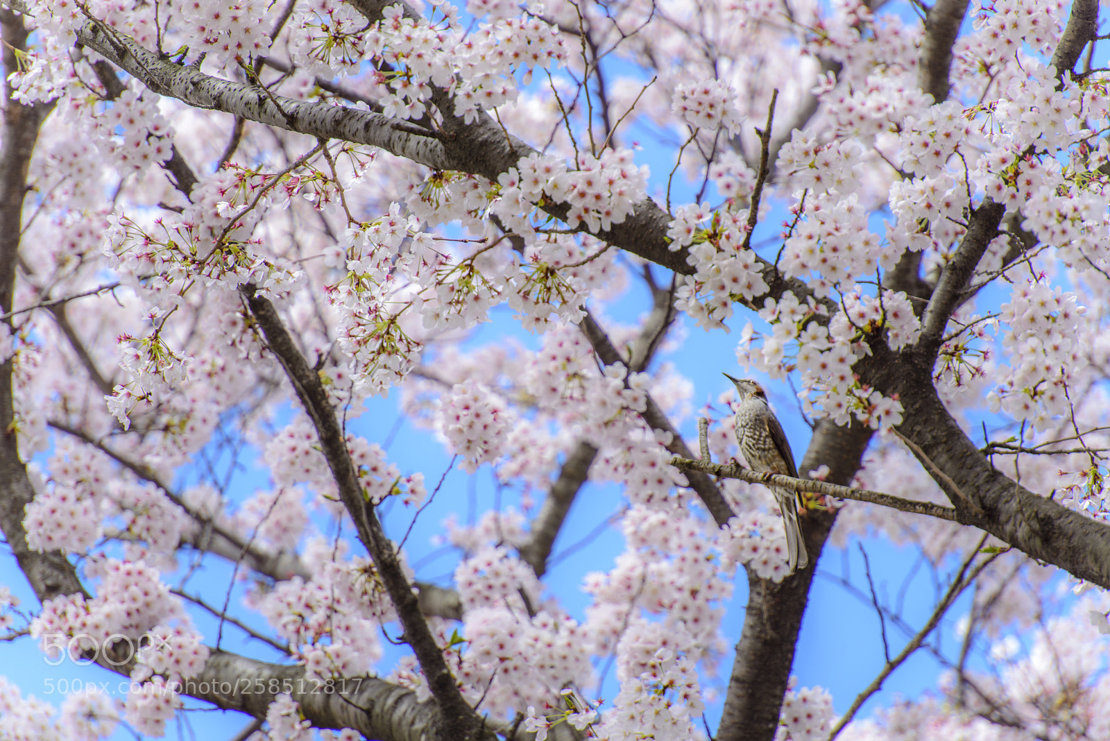 Nikon D800 sample photo. Sakura and brown-eared bulbul photography