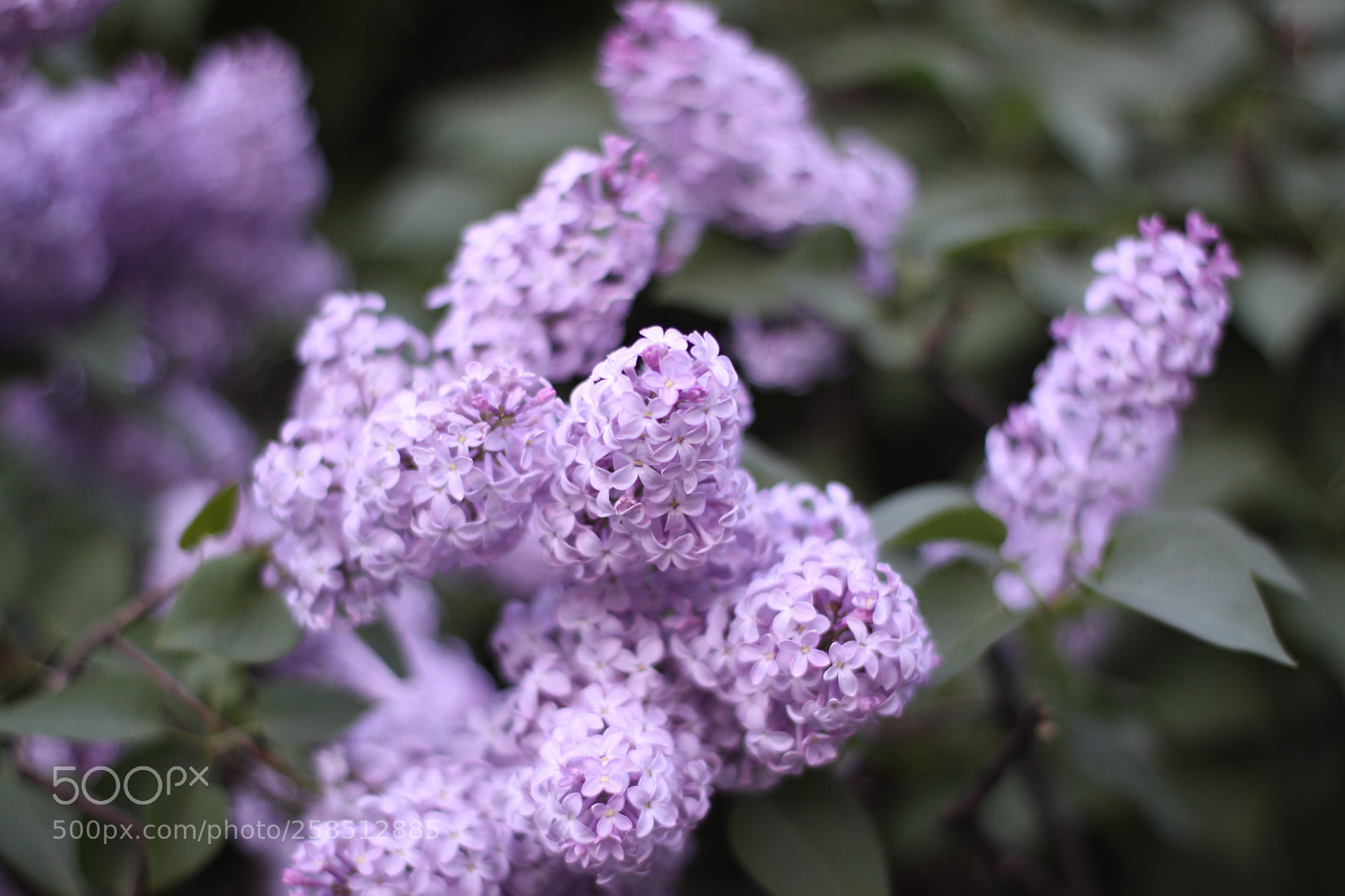 Canon EOS 50D sample photo. Сирень  photography