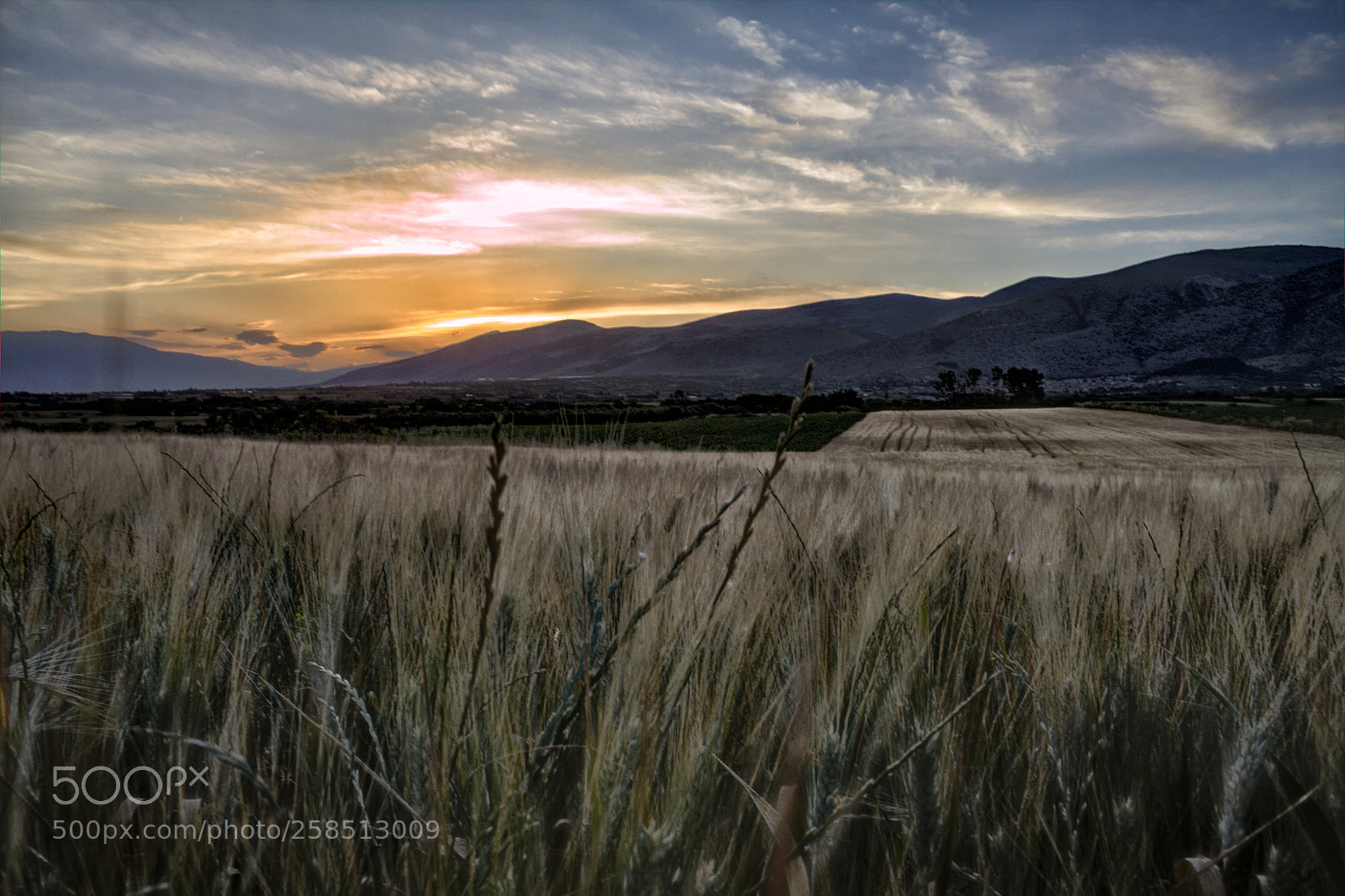 Canon EOS 50D sample photo. Sunset over field photography