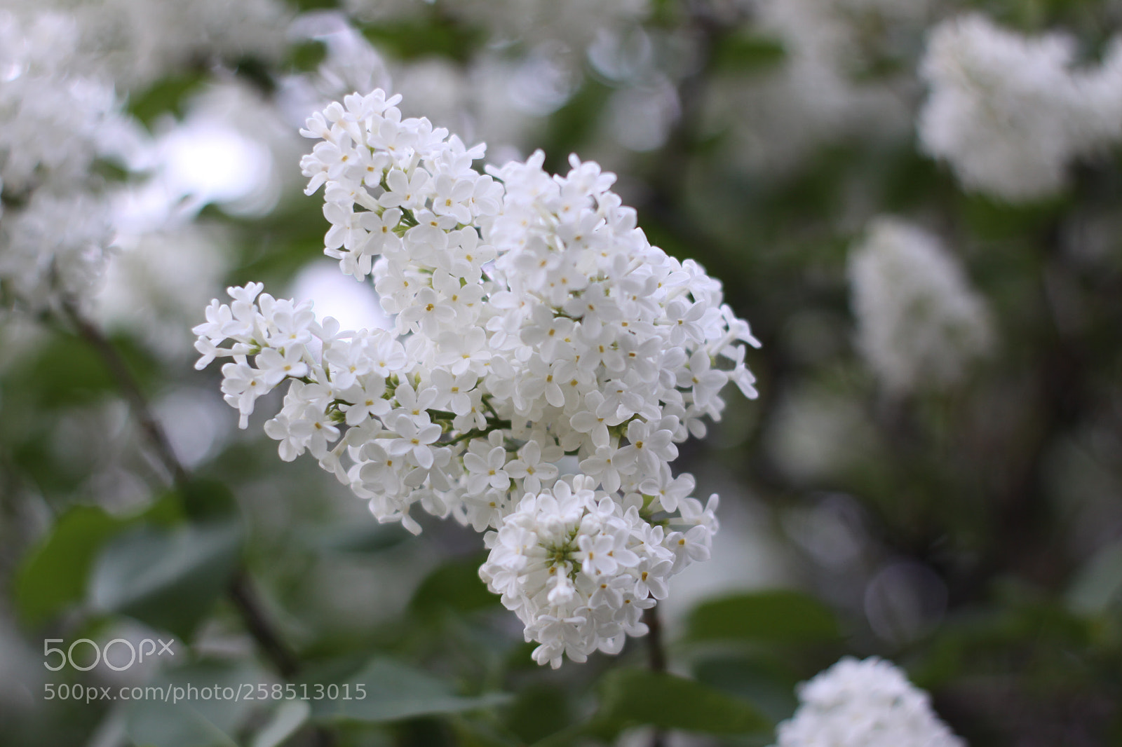 Canon EOS 50D sample photo. В коломенском парке photography