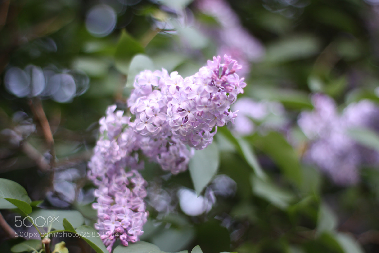 Canon EOS 50D sample photo. Lilacs  photography