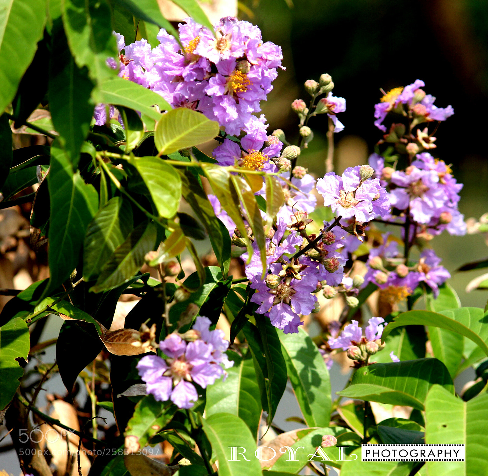 Canon EOS 650D (EOS Rebel T4i / EOS Kiss X6i) sample photo. Untitled photography