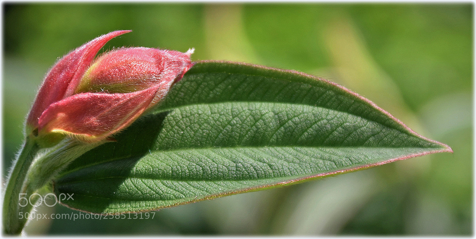 Nikon D7200 sample photo. "red future" photography