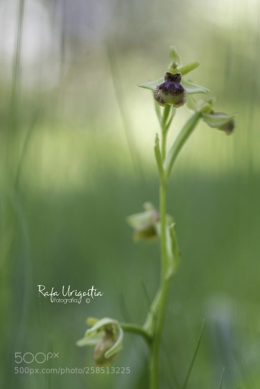Nikon D610 sample photo. Abellera aranyosa petita photography