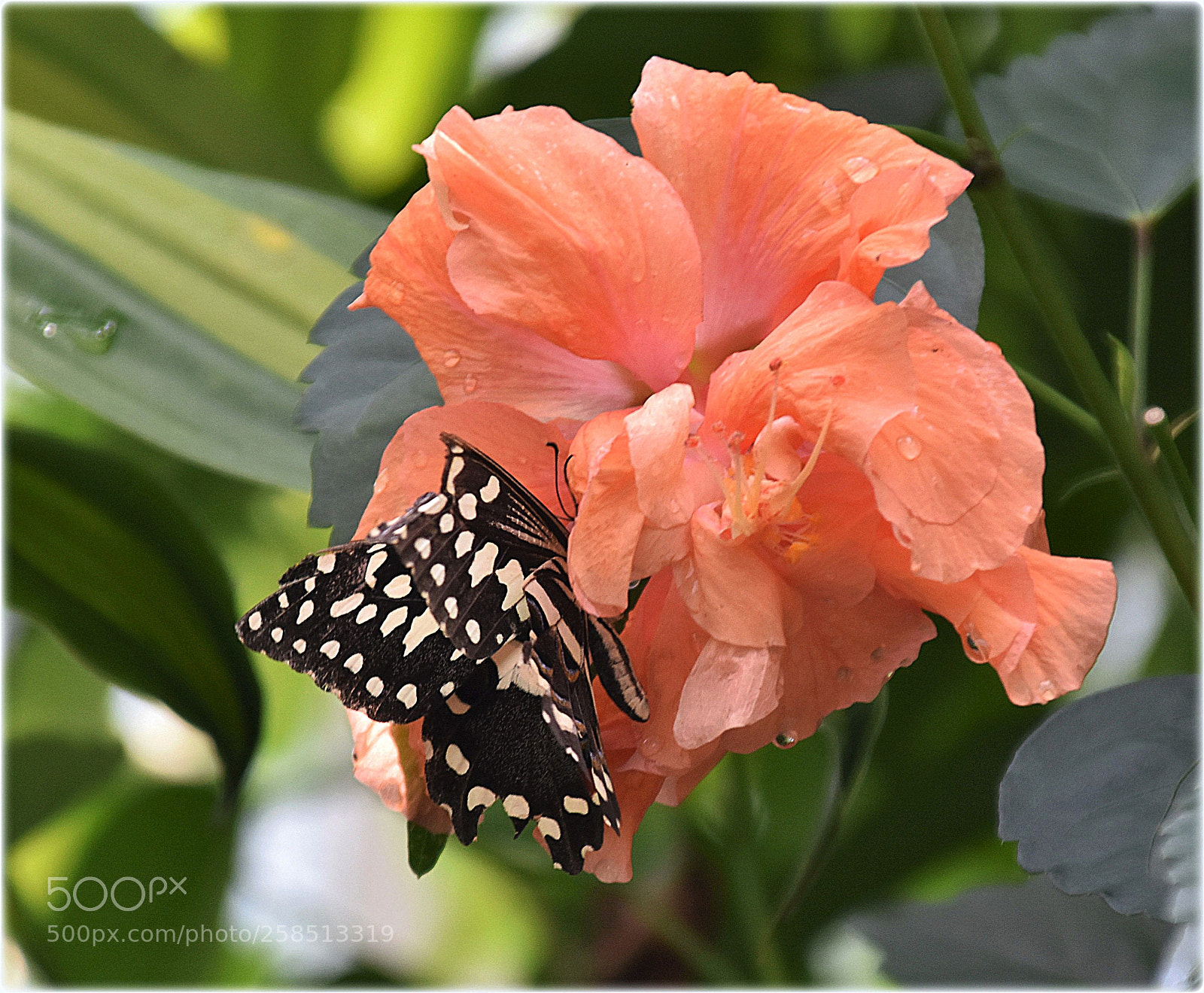 Nikon D7200 sample photo. "flowertalk" photography