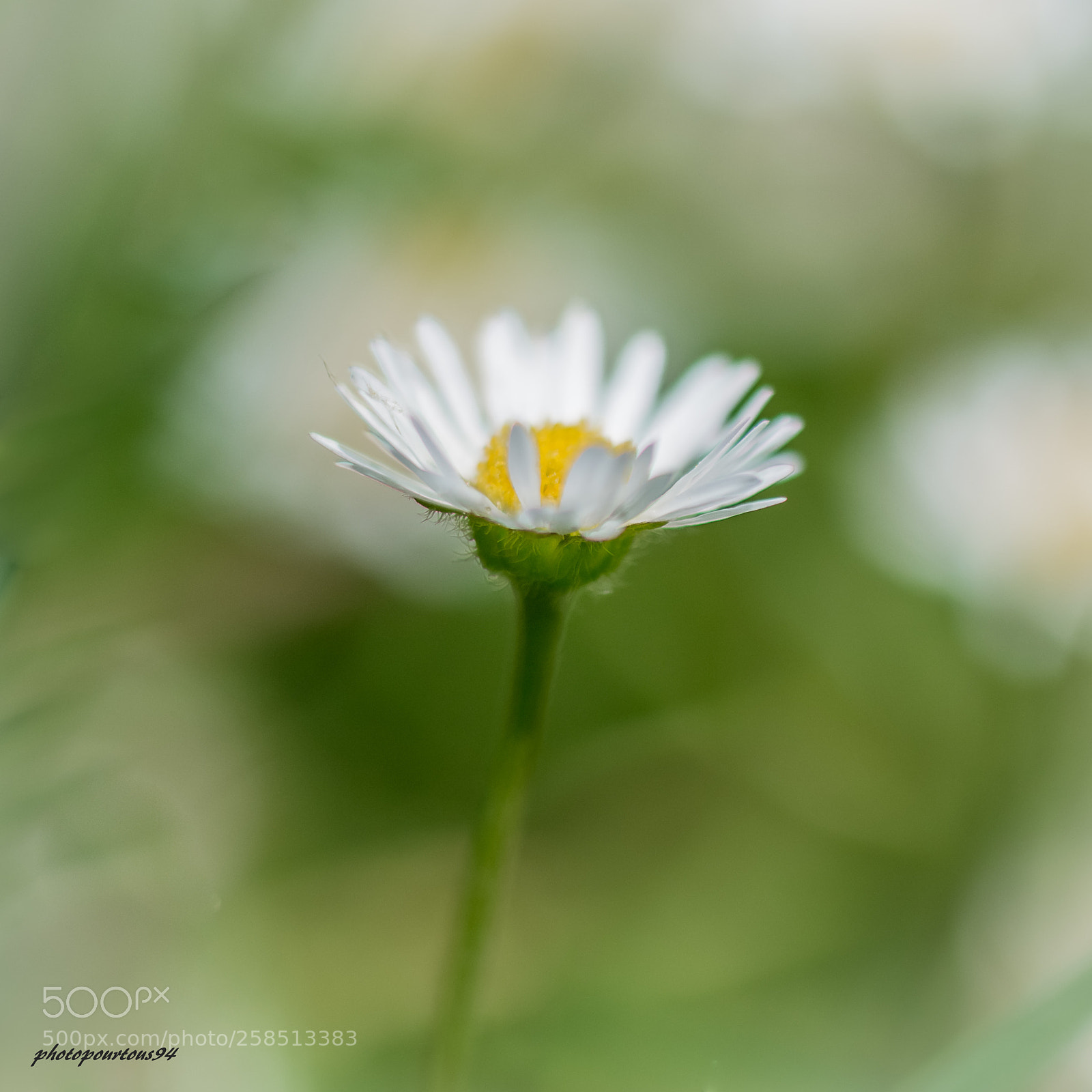 Nikon D7100 sample photo. Paquerette photography