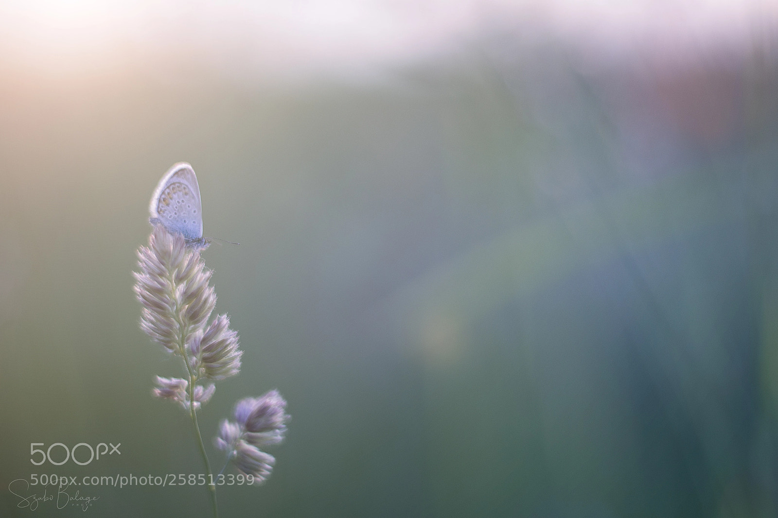 Nikon D7200 sample photo. The dream of the photography