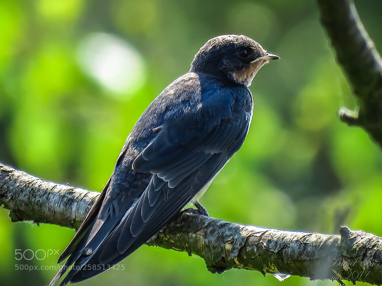 Canon PowerShot SX60 HS sample photo. Hirundo rustica photography