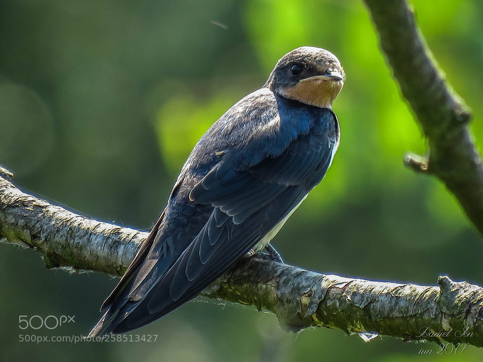 Canon PowerShot SX60 HS sample photo. Randunica hirundo rustica ordinul photography