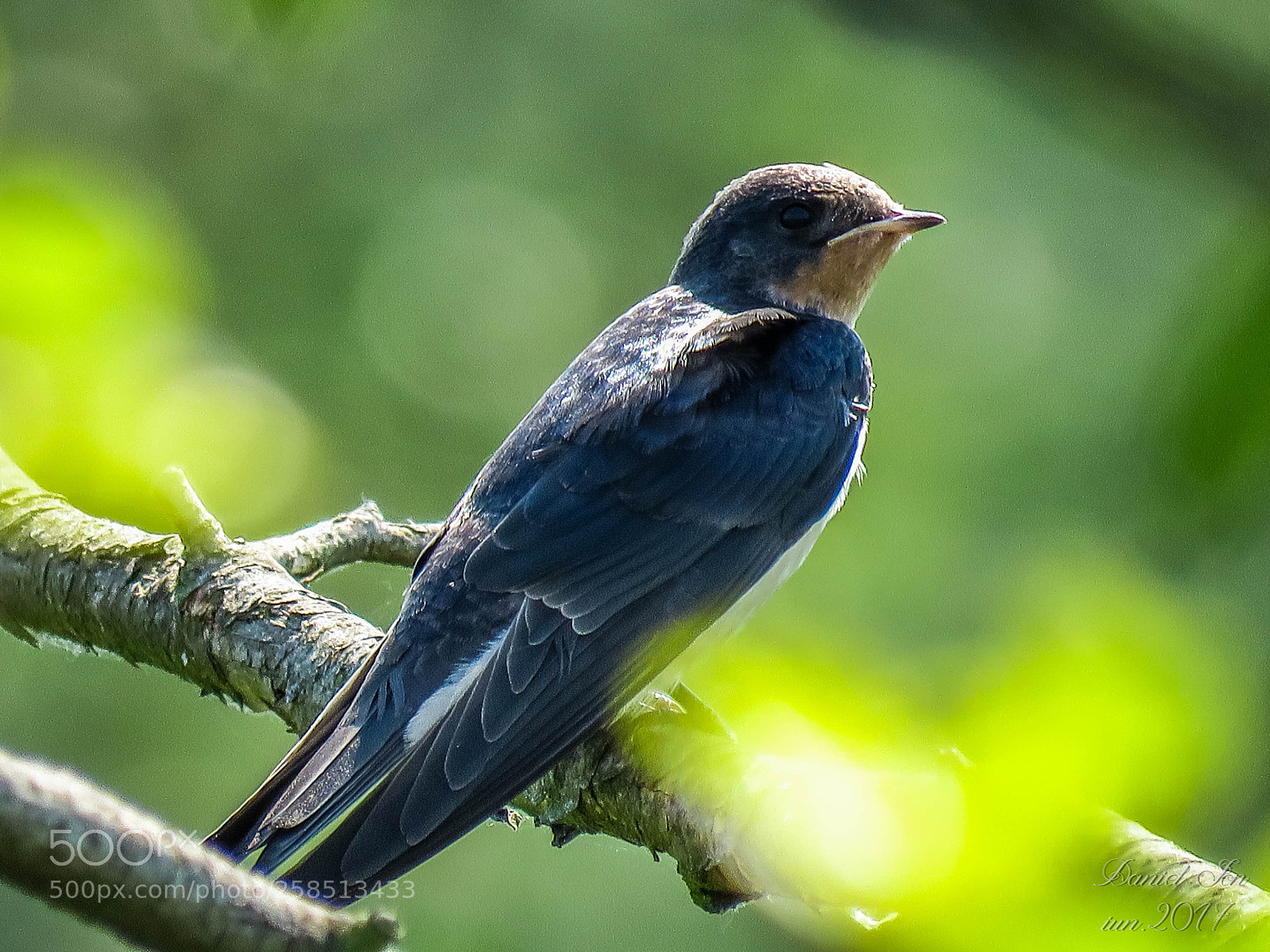 Canon PowerShot SX60 HS sample photo. Randunica hirundo rustica ordinul photography