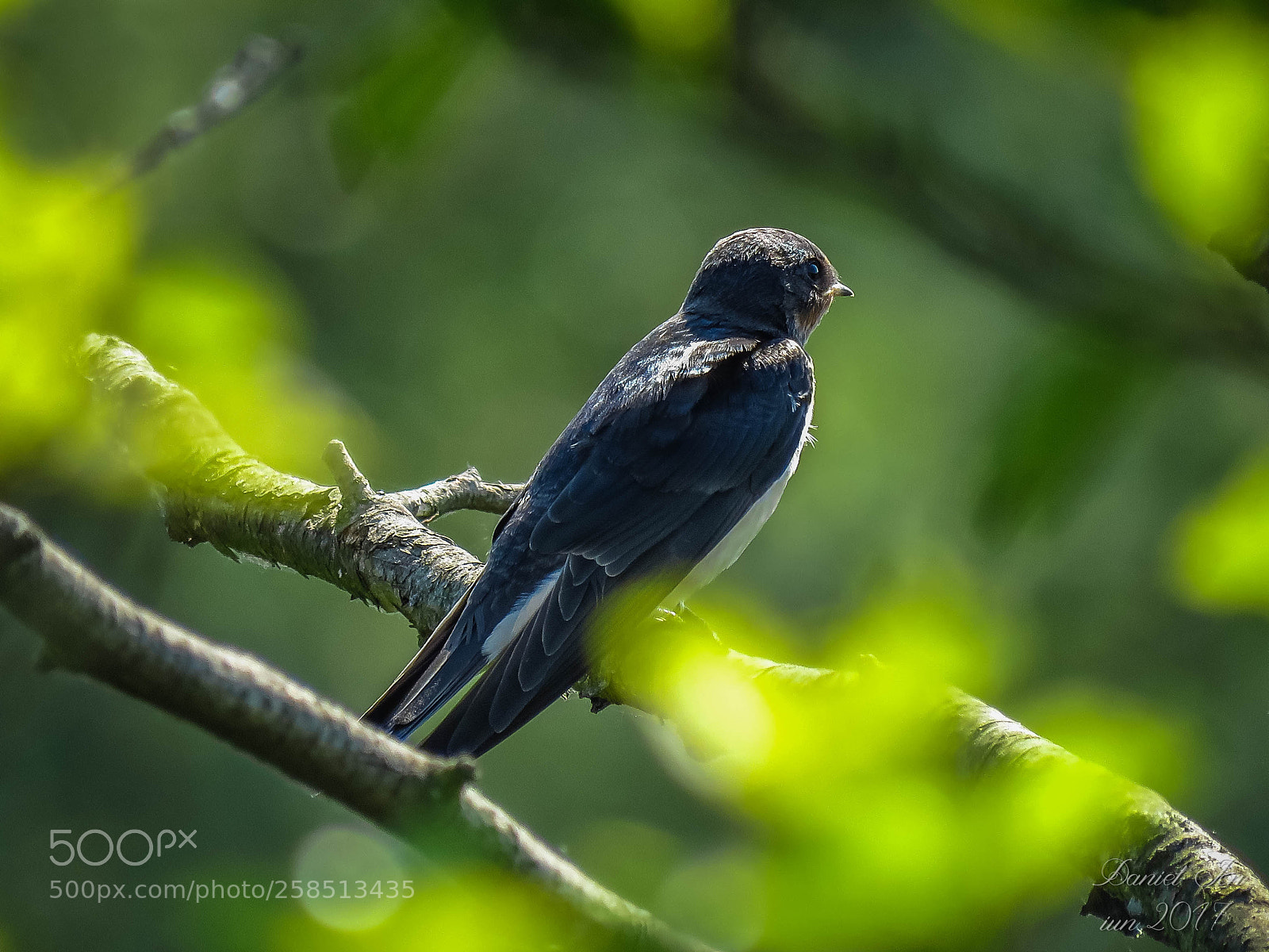 Canon PowerShot SX60 HS sample photo. Randunica hirundo rustica ordinul photography