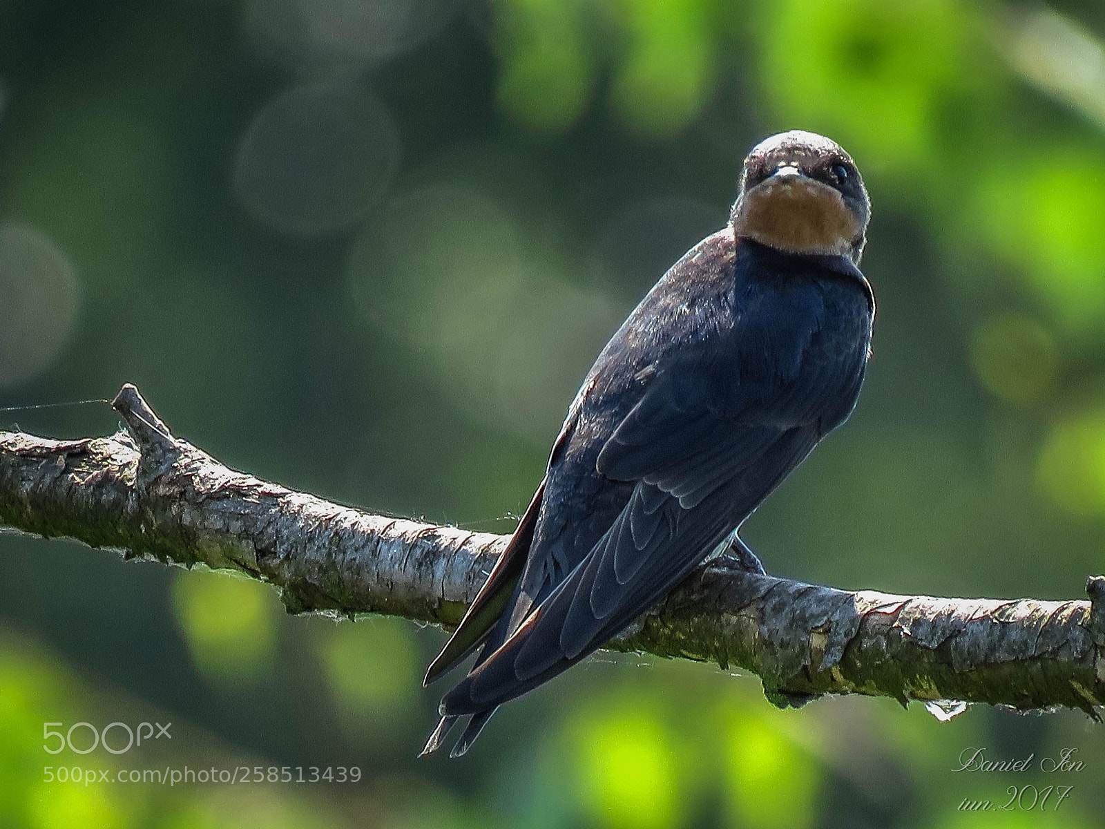 Canon PowerShot SX60 HS sample photo. Randunica hirundo rustica ordinul photography