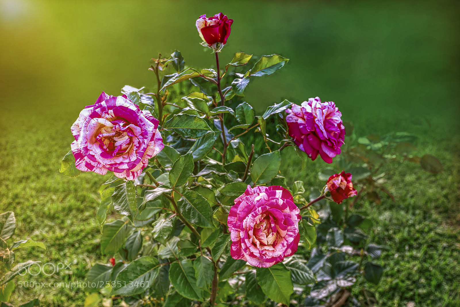 Nikon D5300 sample photo. Roses in the garden photography