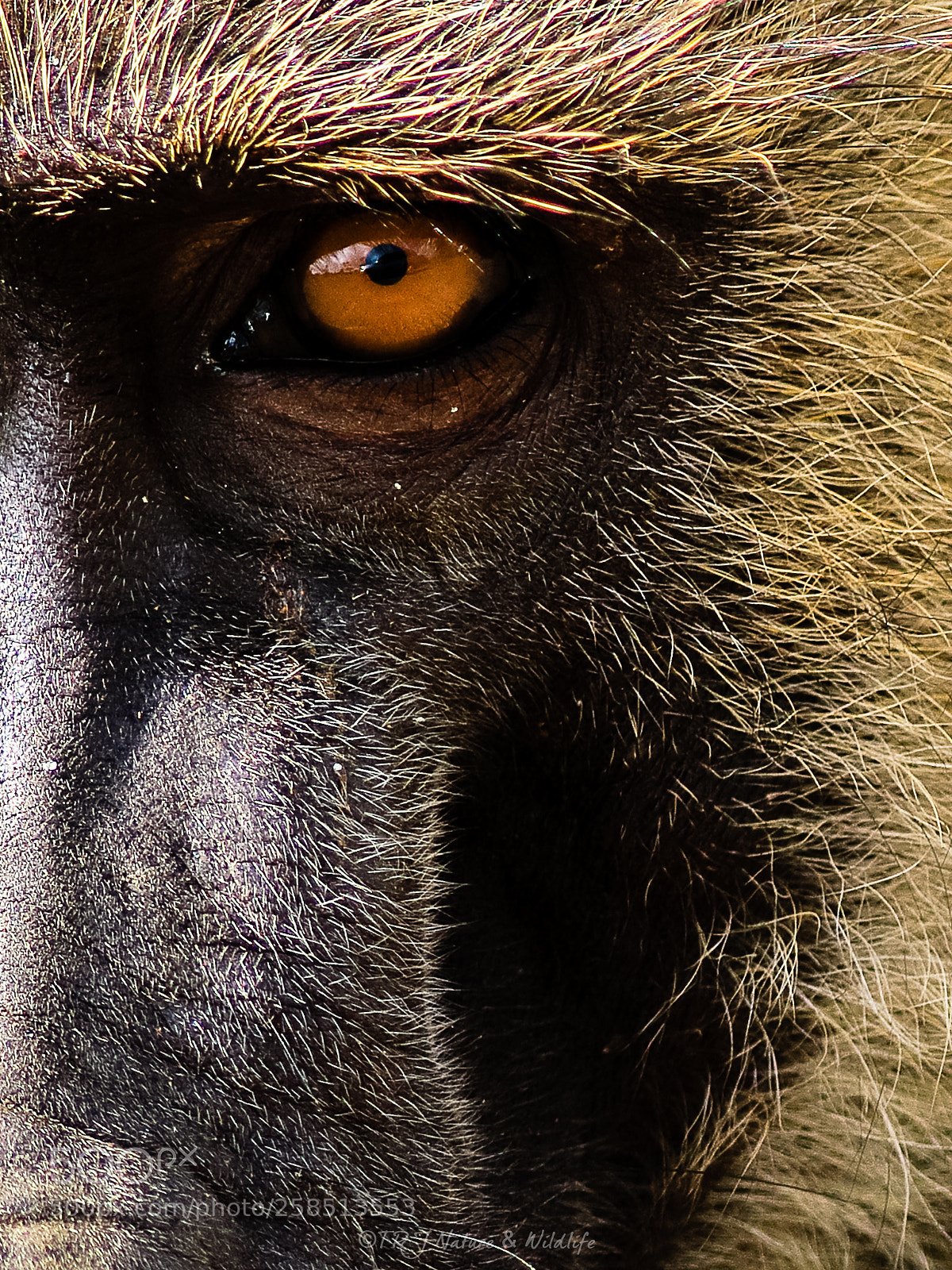 Canon EOS 7D Mark II sample photo. Eye of a baboon! photography