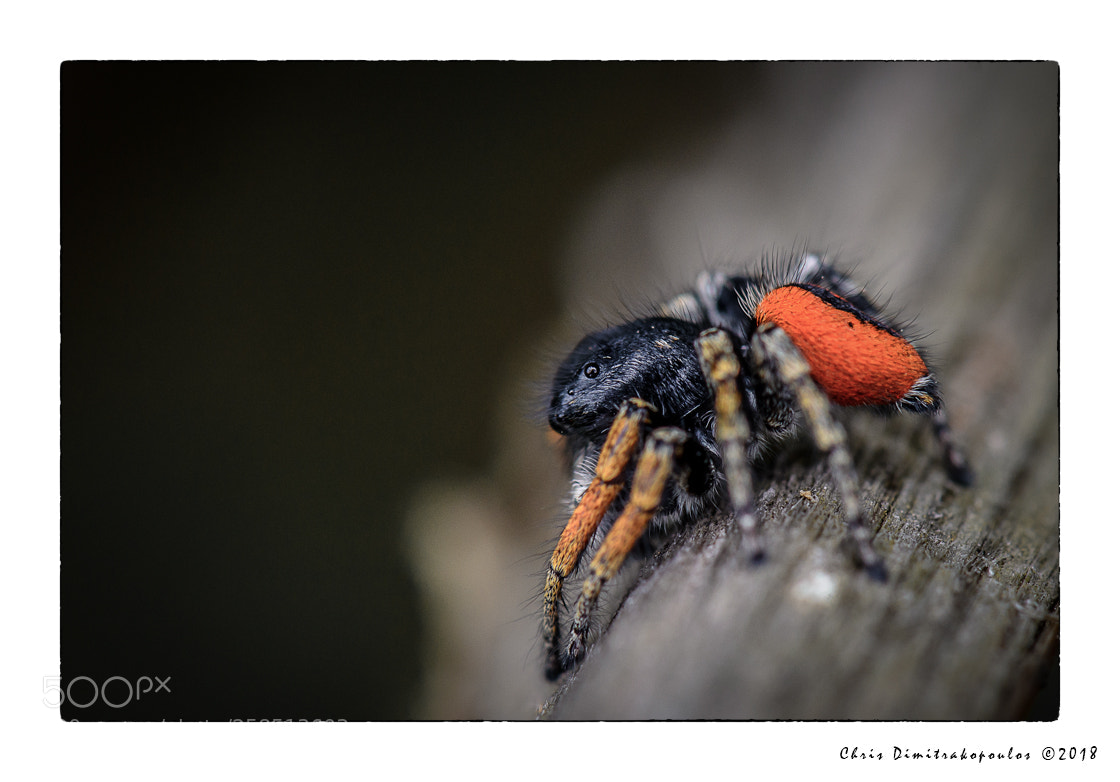 Nikon D7000 sample photo. Profil photography