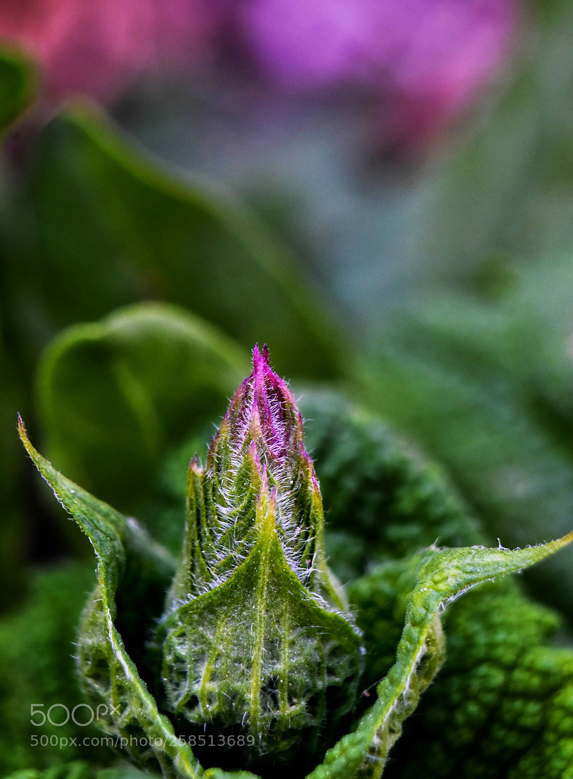 Nikon D7200 sample photo. Flower bud photography