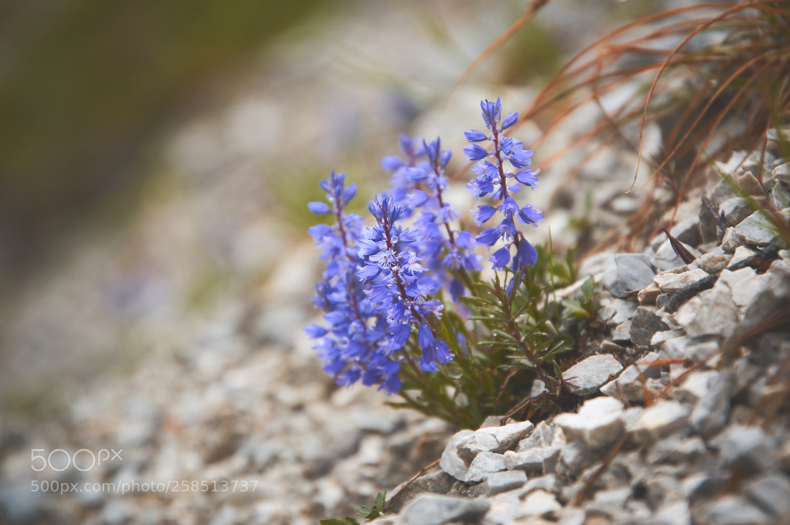 Pentax K-3 II sample photo. On the rocks ... photography
