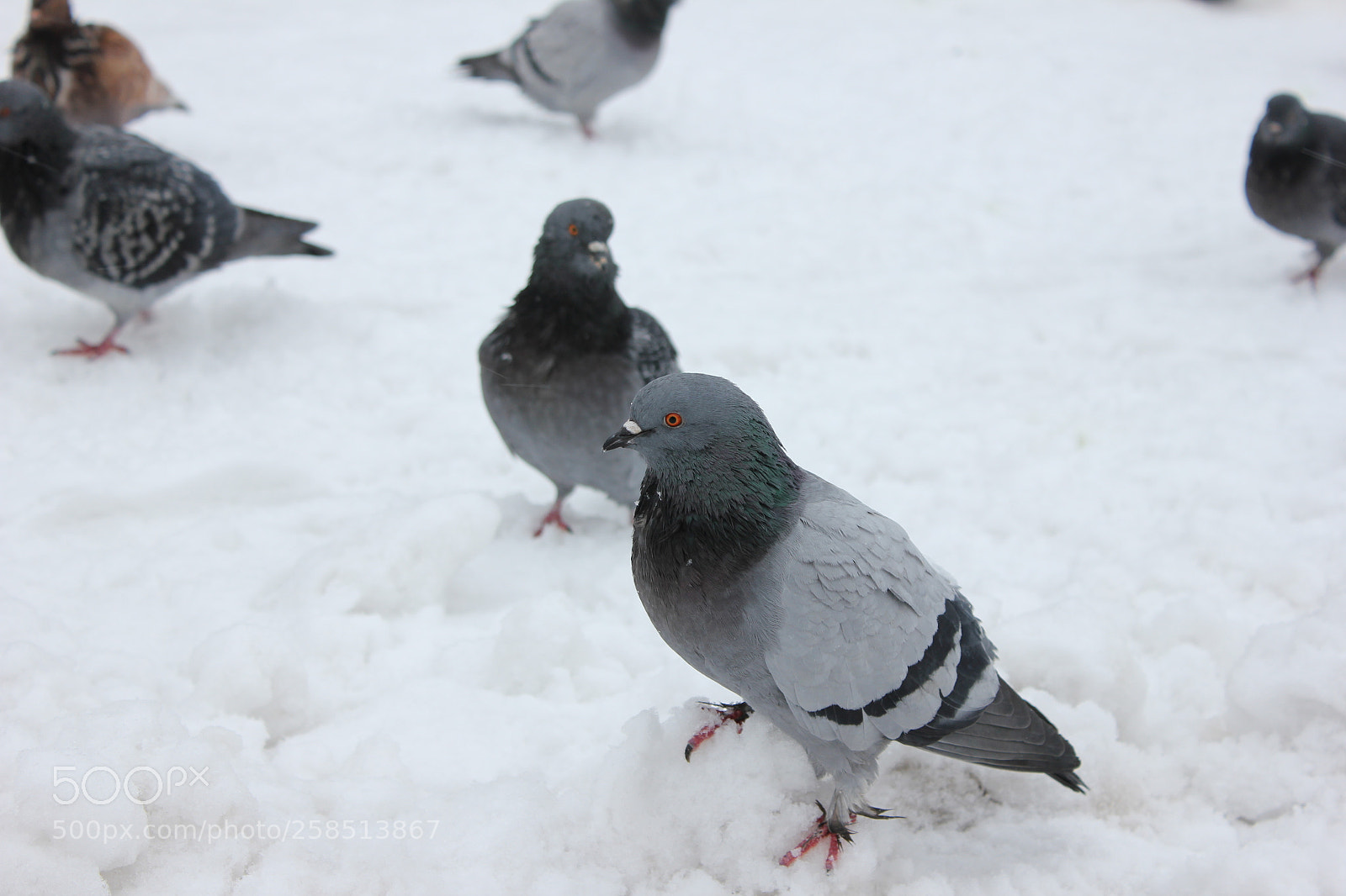 Canon EF-S 18-55mm F3.5-5.6 IS sample photo. Pigeon photography