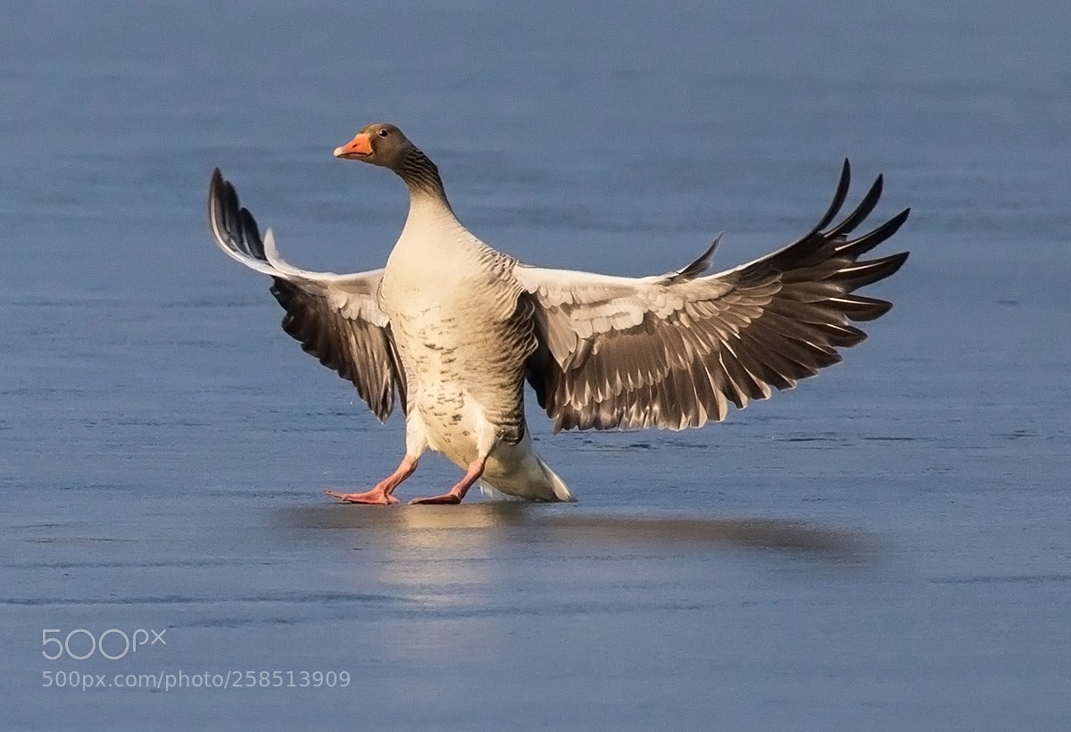 Canon EOS 5D Mark IV sample photo. Greylag goose (anser anser) photography