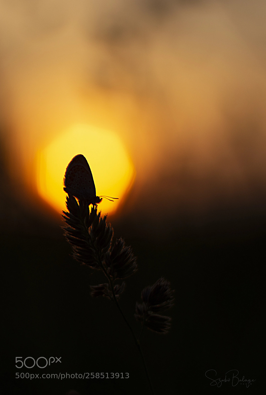 Nikon D7200 sample photo. Butterfly in the sunset photography