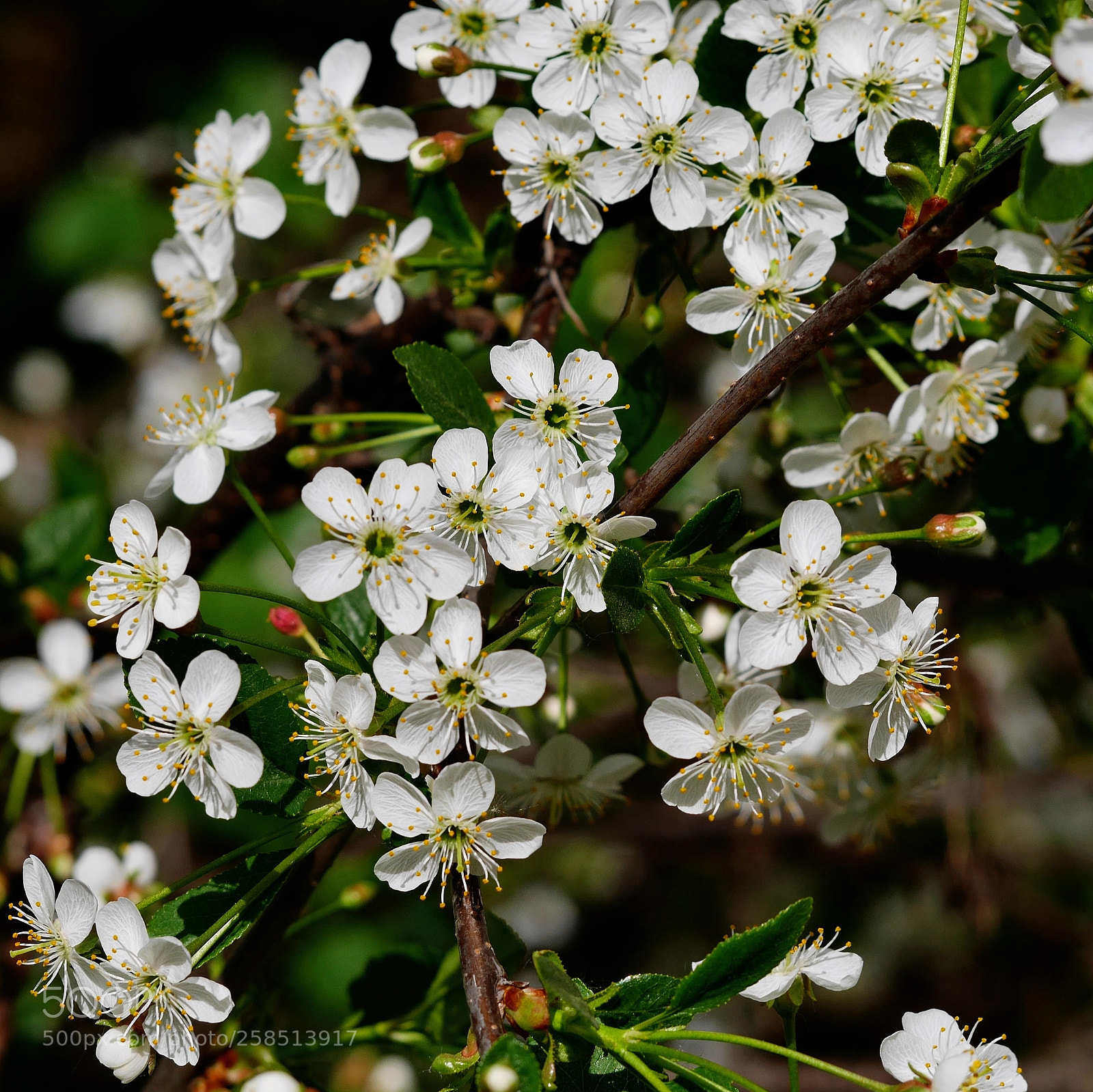 Panasonic Lumix DMC-GX7 sample photo. Flower photography