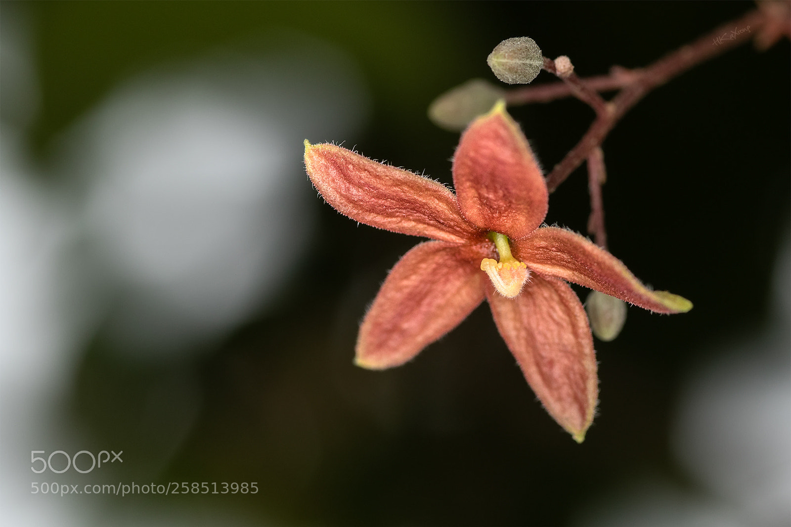 Canon EOS 7D Mark II sample photo. Flower photography