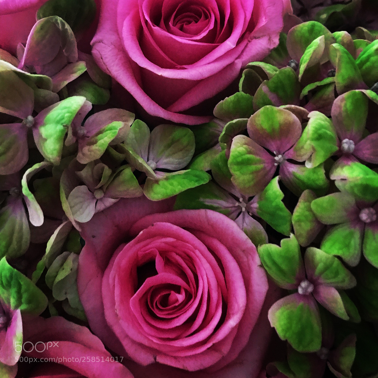 Apple iPhone 7 sample photo. The queen of flowers  photography