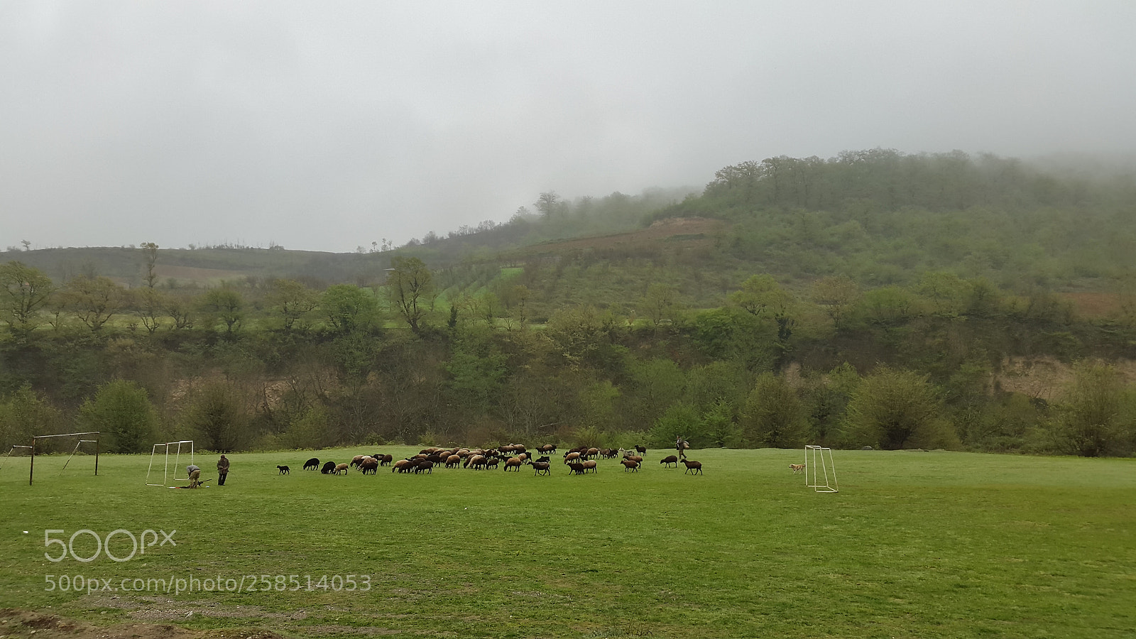 Samsung Galaxy S5 sample photo. Time for sheep to photography
