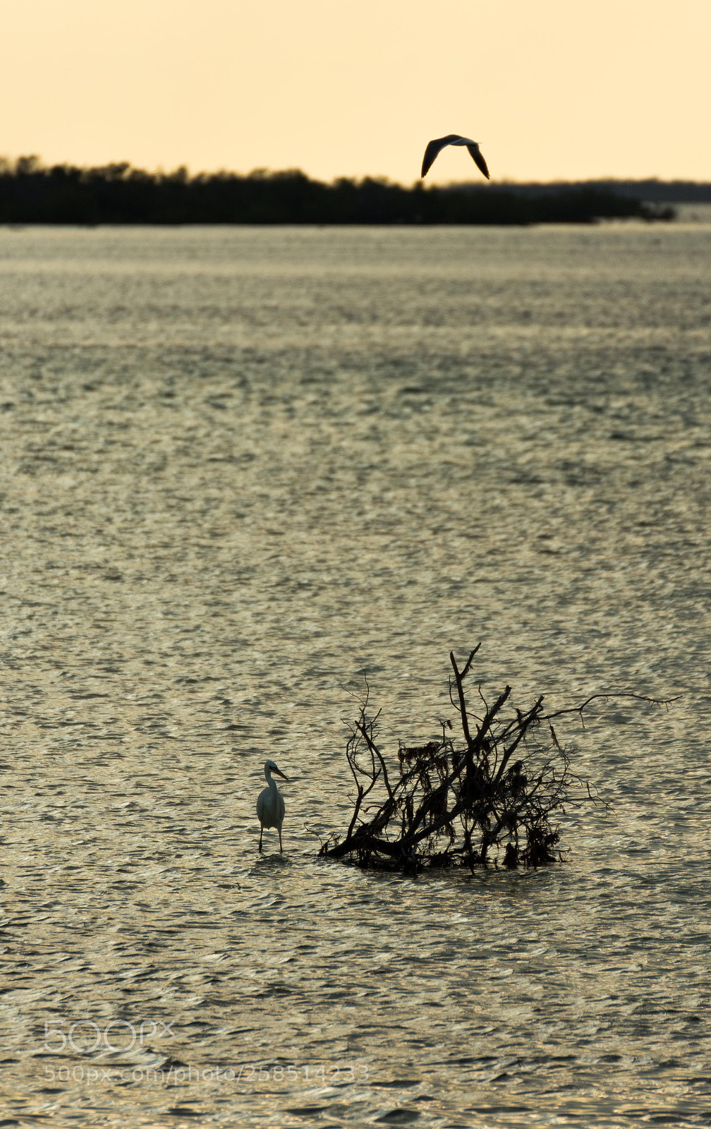 Nikon D7200 sample photo. Waiting photography